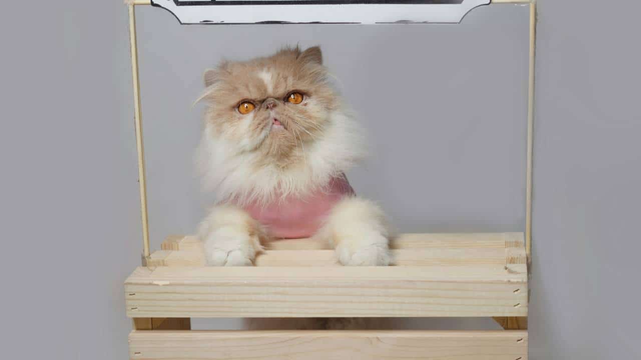 A cat inside a small wooden booth