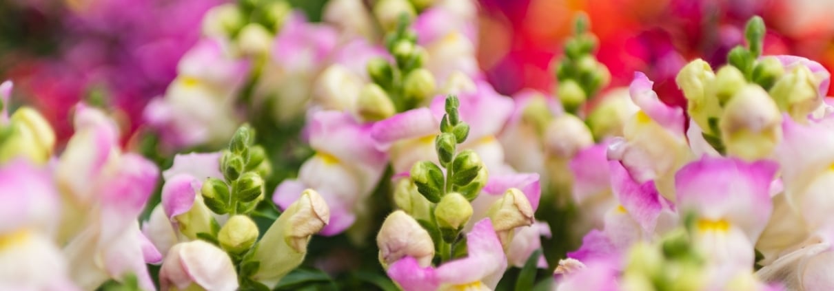 Bord Bia Bloom Stand Checklist: Your Blueprint for Festival Success
