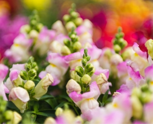 Bord Bia Bloom Stand Checklist: Your Blueprint for Festival Success