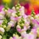 Bord Bia Bloom Stand Checklist: Your Blueprint for Festival Success